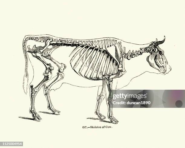 Cow Skeleton Line Drawing Cow Skeleton Photos and Premium High Res Pictures - Getty Images