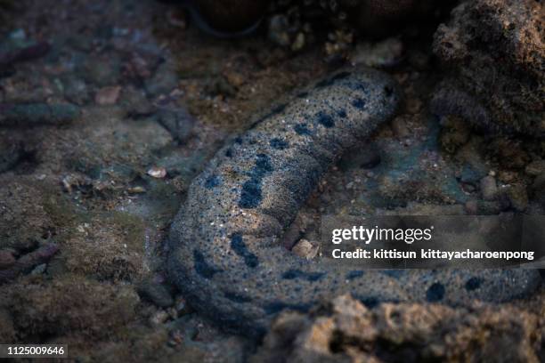 black sea cucumber or holothuria - holothuria stock pictures, royalty-free photos & images