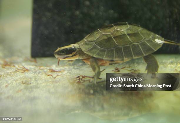 Project to save Hong Kong's most critically endangered species, the Golden Coin Turtle, by breeding animals saved from poachers traps, in Kadoorie...