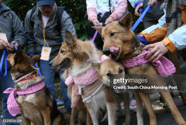 Group of dogs,Toto, Terry, Tess, Toby, and Tari, led by their owners to join in the "Walk for Millions with Dogs" held by the Society for Abandoned...