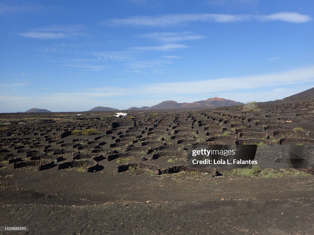 Vineyards in La Geria, Lanzarote