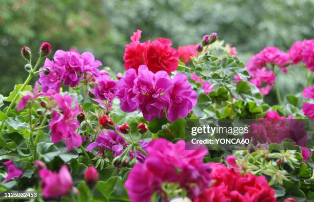 flowers - geranium photos et images de collection