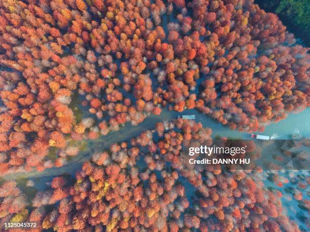 aerial view of redwood in lake - 安徽省 stockfoto's en -beelden