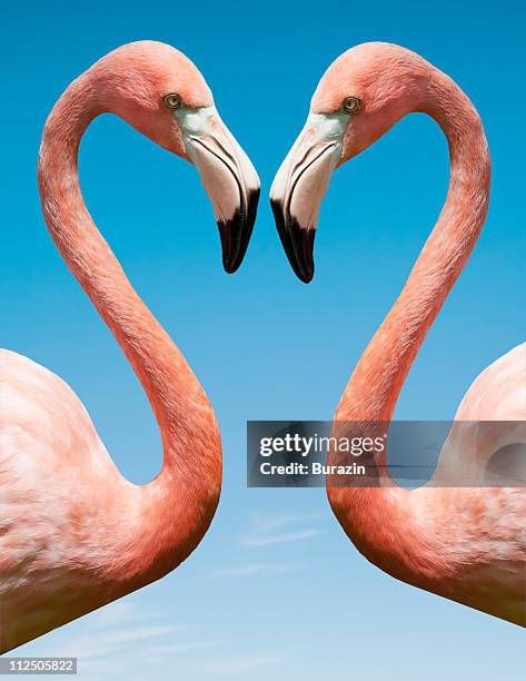 flamingo with blue sky - flamingo bird stock pictures, royalty-free photos & images