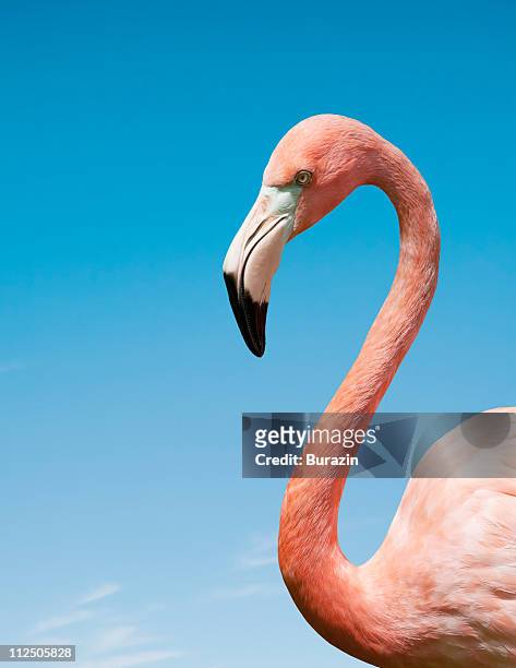 flamingo with blue sky - flamingos fotografías e imágenes de stock