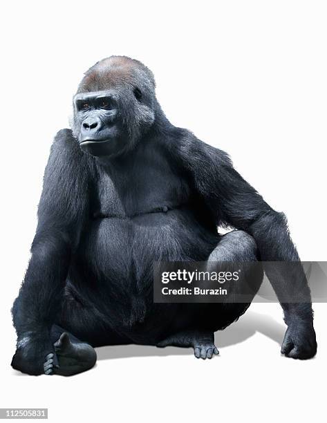 portrait of a gorilla - gorilla stockfoto's en -beelden