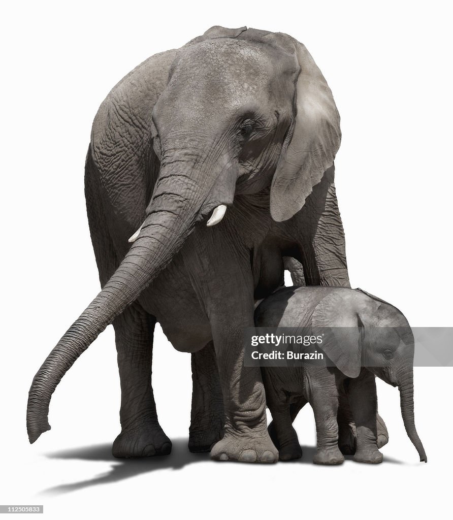 Mother Elephant and her Baby