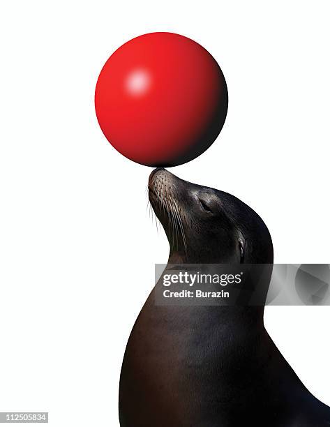 sea lion with ball - seal animal stock pictures, royalty-free photos & images