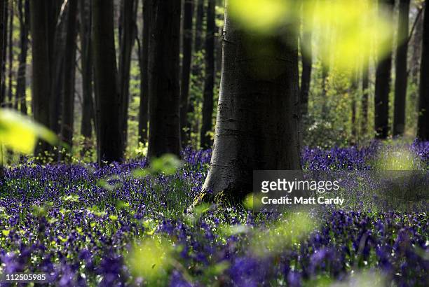 Bluebells start to bloom in the spring sunshine in West Woods near Marlborough on April 18, 2011 in Wiltshire, England. Despite one of the coldest...