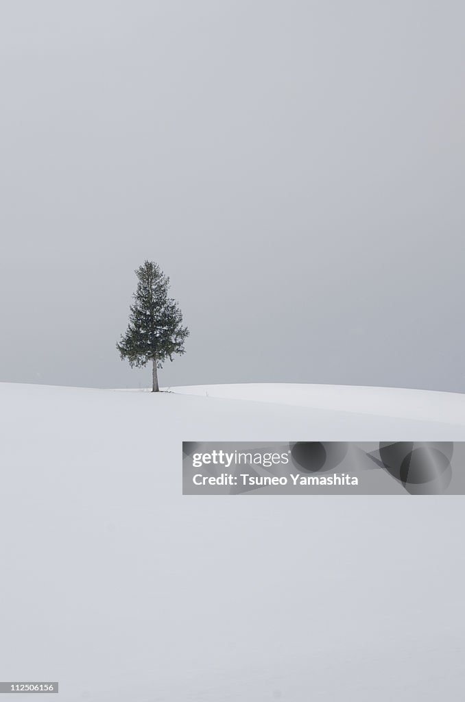 A tree on snow