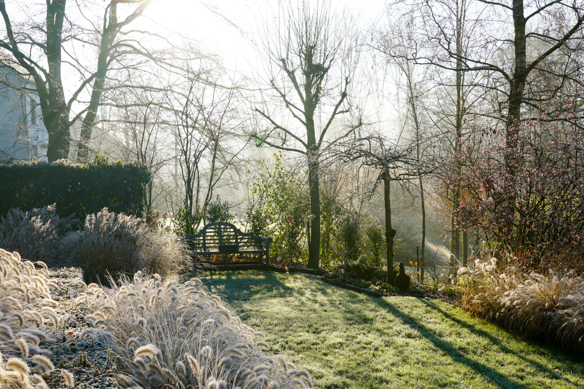 garden winter