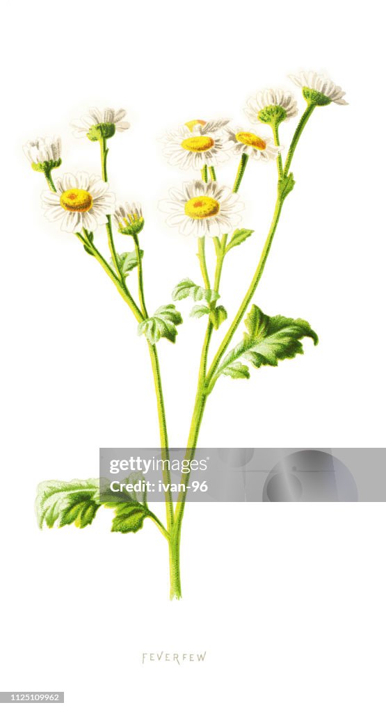 Feverfew
