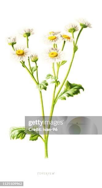 feverfew - chrysanthemum parthenium stock illustrations
