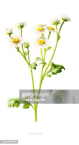 feverfew - feverfew stock illustrations