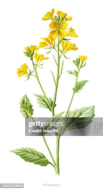 charlock mustard, field mustard, wild mustard, charlock - mustard plant stock illustrations
