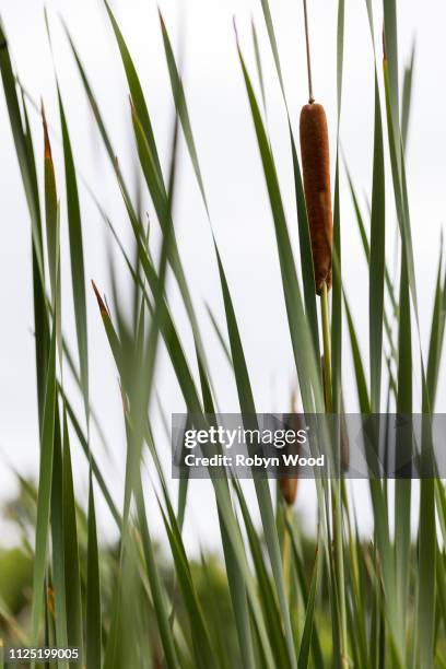 Bull Rushes Images 3,771 Bull Rushes Stock Photos, High-Res Pictures, and Images - Getty ...