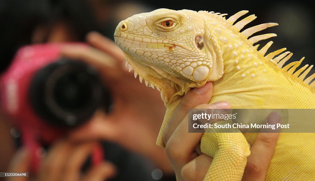 Erica Lo shows Albino Iguana to media during Hong Kong International Reptile Expo at Kowloon Bay International Trade and Exhibition Centre. 15JUL11