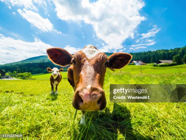 austria, salzkammergut, cow on meadow, looking at camera - pasture cows stock pictures, royalty-free photos & images