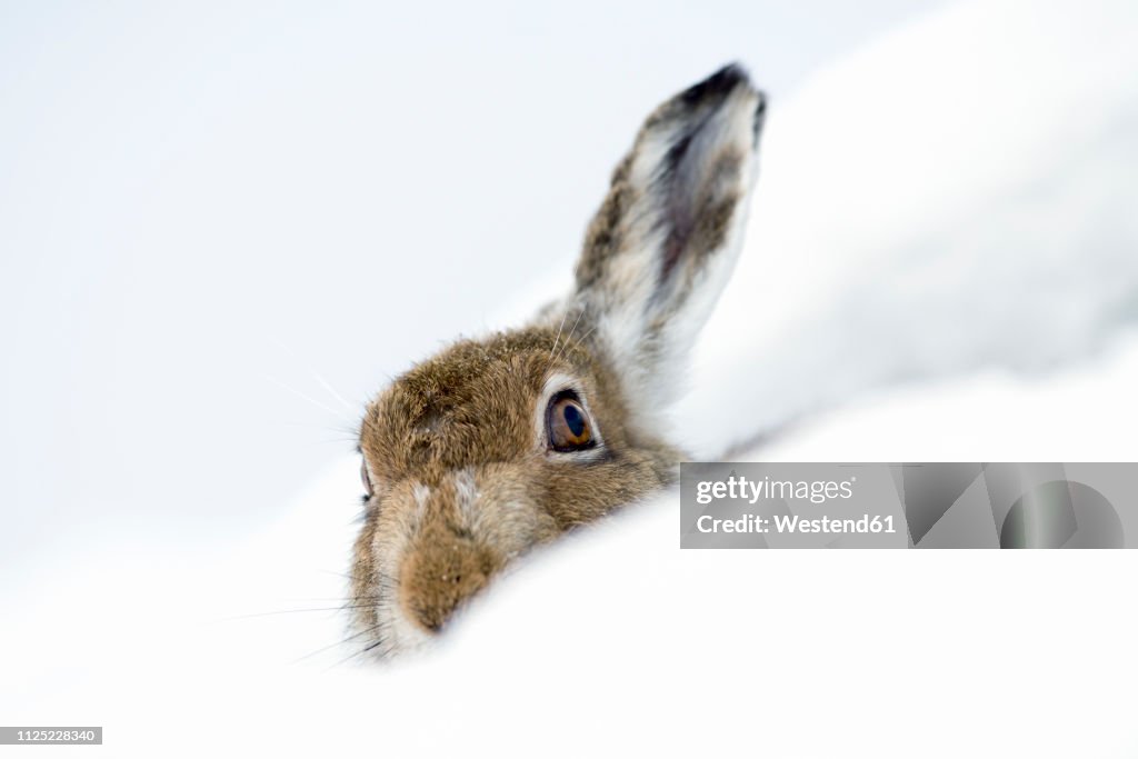 UK, Scotland, Mountain Hare in snow