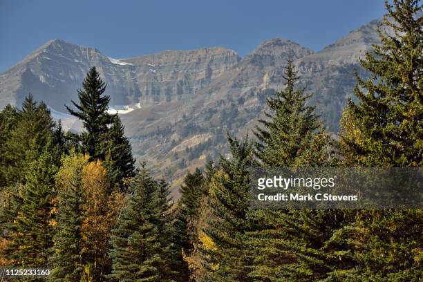 mountain peaks beyond the evergreens - sundance resort stock pictures, royalty-free photos & images