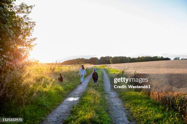 two children with a dog walking on a field path at sunset - spring denmark stock pictures, royalty-free photos & images