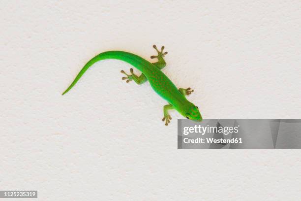 green gecko on wall - geckos stock-fotos und bilder