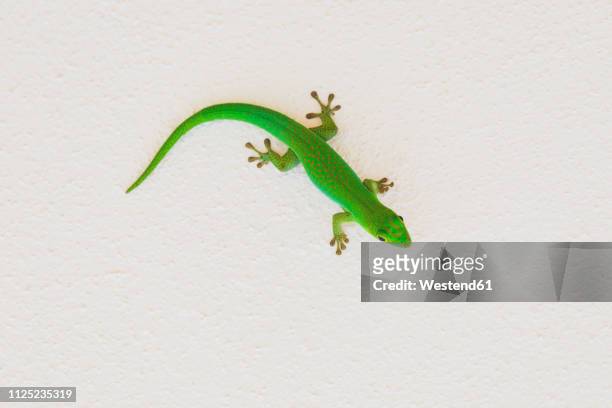 green gecko on wall - geckoödla bildbanksfoton och bilder