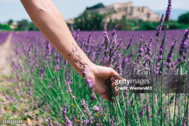 france, provence, grignan, woman's arm with a world map temporary tatoo in a lavander field - menschlicher arm stock-fotos und bilder