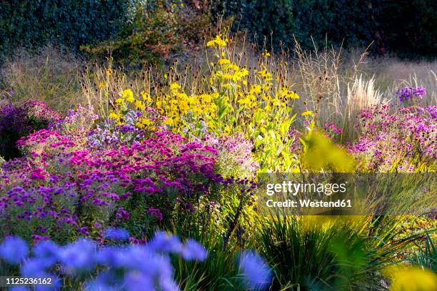 flowers in garden in autumn - canteiro de flores imagens e fotografias de stock