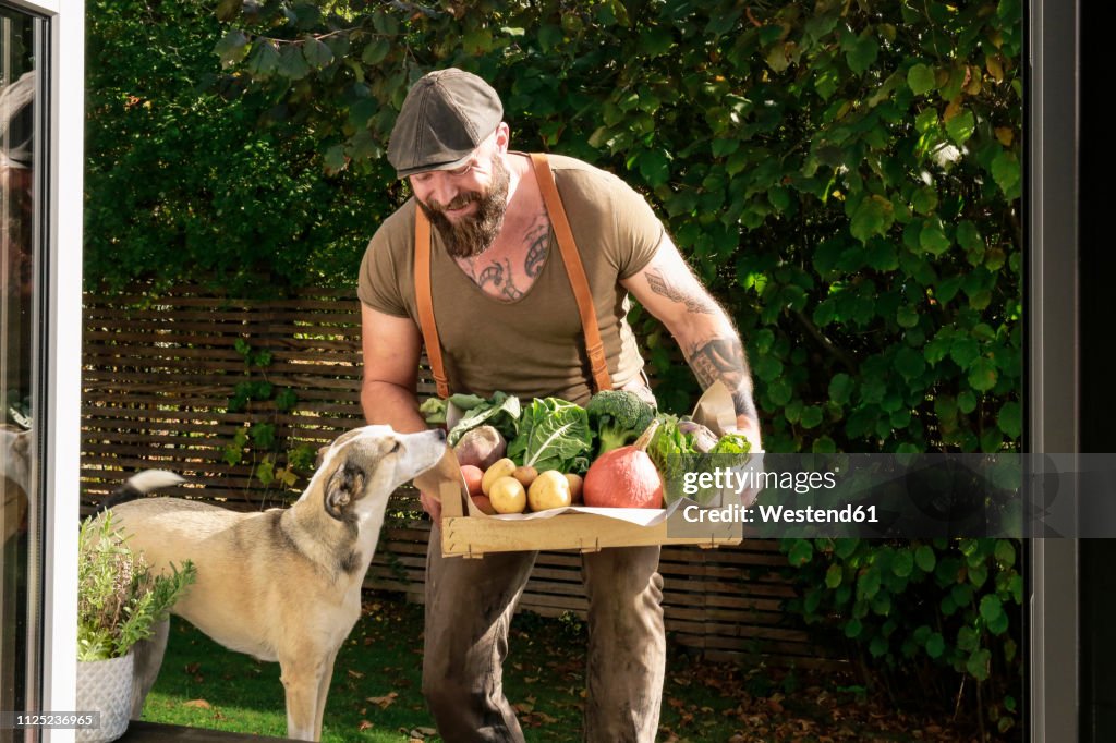 Mature man carrying crate with vegetables in his garden