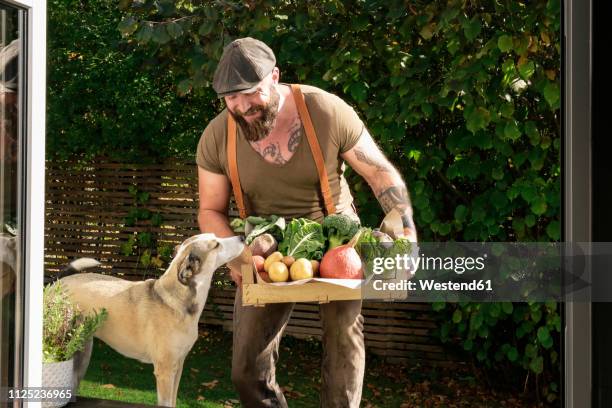 mature man carrying crate with vegetables in his garden - multiple pets stock pictures, royalty-free photos & images