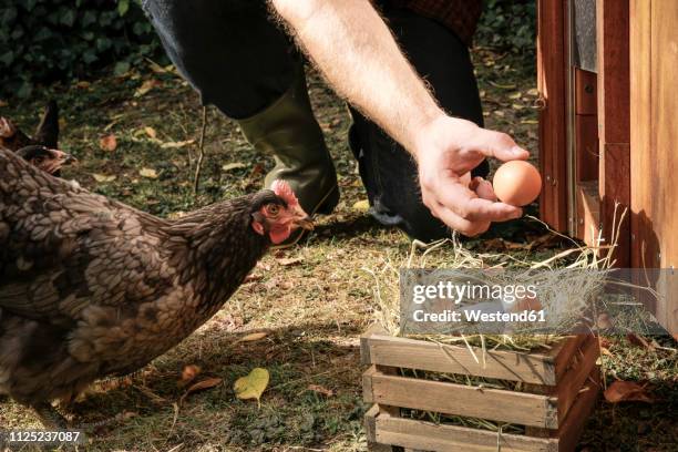 free-range chicken, hand holding hen's egg - chicken coop stock-fotos und bilder