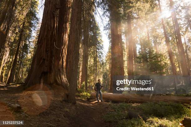 usa, california, sequoia national park, sequoia tree and man, sun light - giant sequoia stock-fotos und bilder