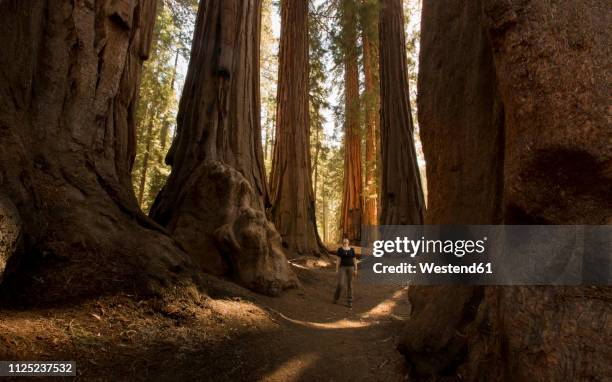 usa, california, sequoia national park, sequoia tree and woman, sun light - bigger photos et images de collection