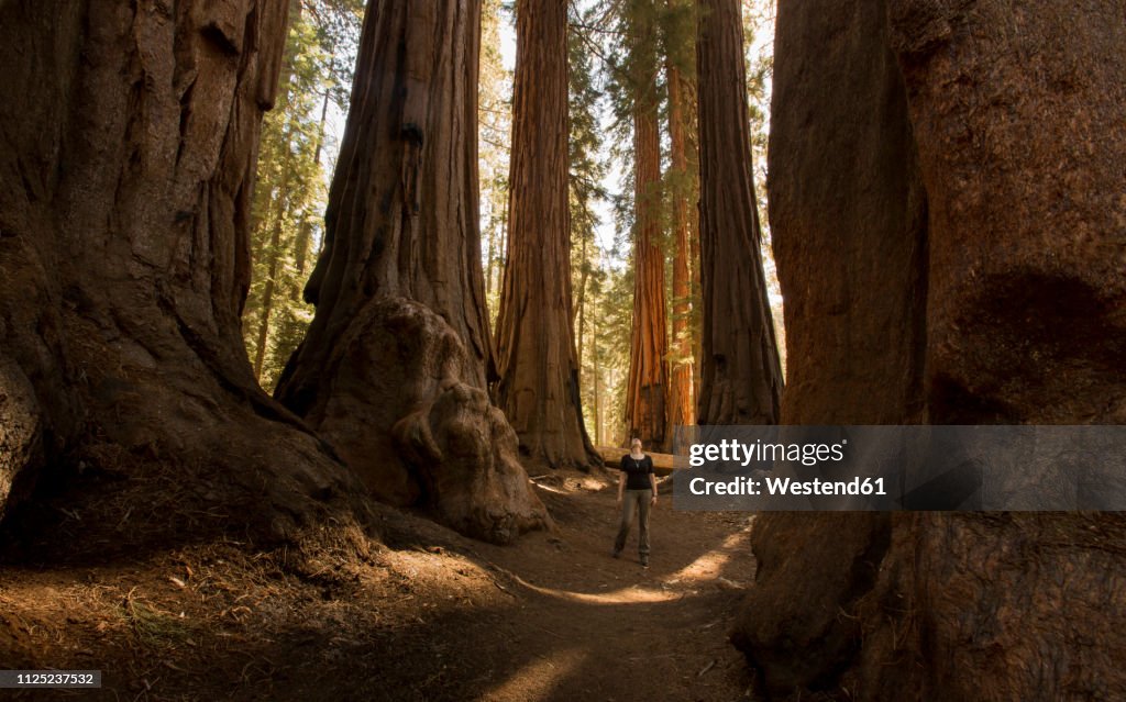 USA, California, Sequoia National Park, Sequoia tree and woman, sun light