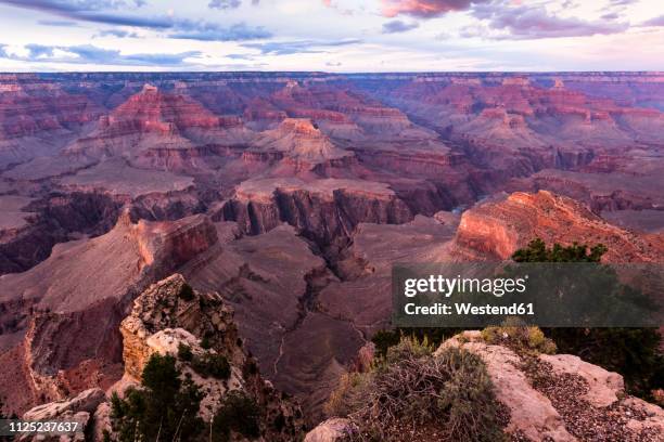 usa, arizona, grand canyon national park, grand canyon in the evening - grand canyon south rim stock-fotos und bilder