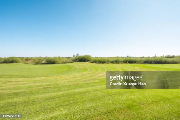 bright lush grass field and blue sunny sky. - lush backyard stock pictures, royalty-free photos & images