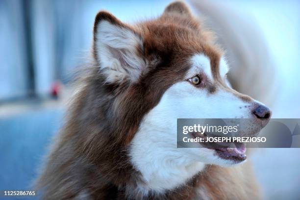 An Alaskan Malamute, a former race dog, sits and watches other dog prepare to race during the second annual Blue Mountain Sled Dog and North Country...