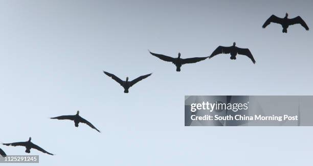 Flock of Great Cormorant are observed at Mai Po Nature Reserve. 14FEB12