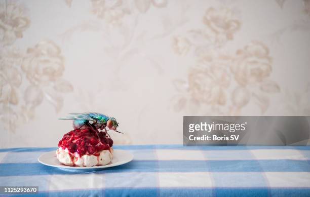 spoiled dessert - fly insect stock pictures, royalty-free photos & images