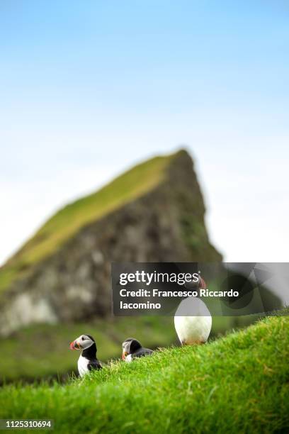 puffins in mykines, faroe islands - faroe islands stockfoto's en -beelden