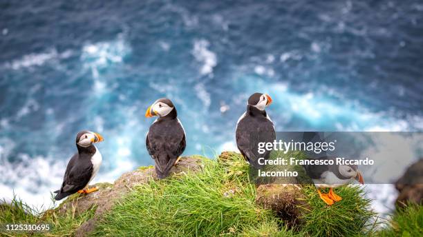 puffins in mykines, faroe islands - mykines faroe islands stock pictures, royalty-free photos & images