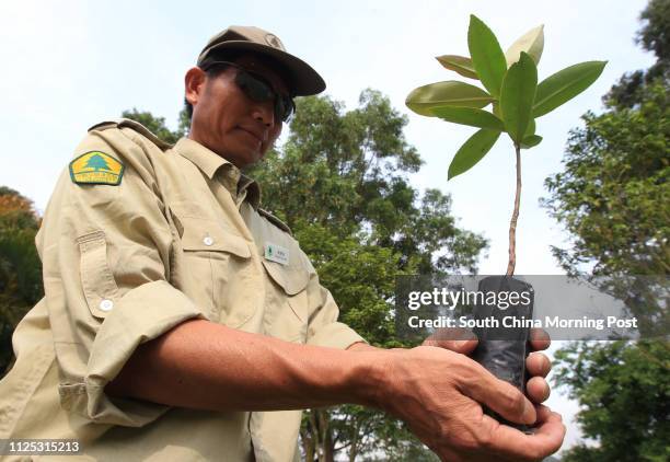 Chan Oi-keung, a park warden of Tai Lam Country Park, shows one of the native seedlings selected for the country park "Nature in Touch" Hiking and...