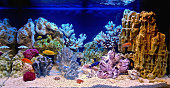 Freshwater aquarium decorated in a pseudo-marine style