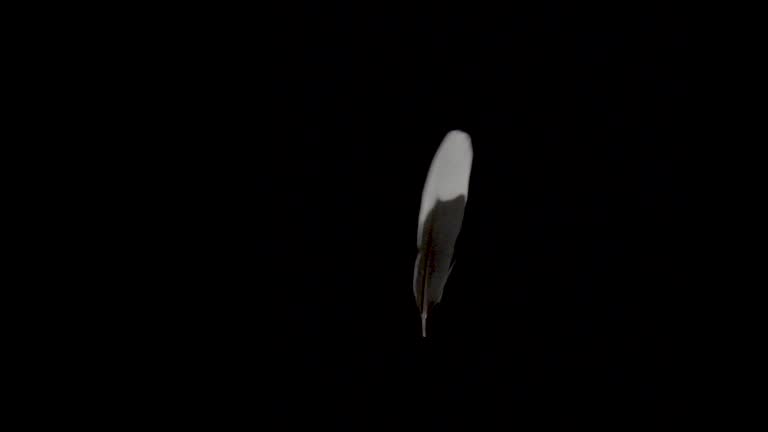 Feather Animation 3,883 Feather Floating Stock Videos, Footage, & 4K Video Clips - Getty ...