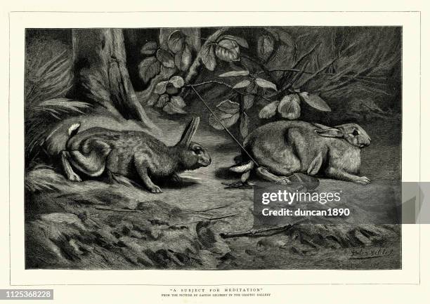 Ancient Rabbit Traps Rabbit Trap Photos and Premium High Res Pictures - Getty Images