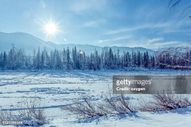 snow covered the fir and birch trees near katun river, altay mountains - siberia imagens e fotografias de stock