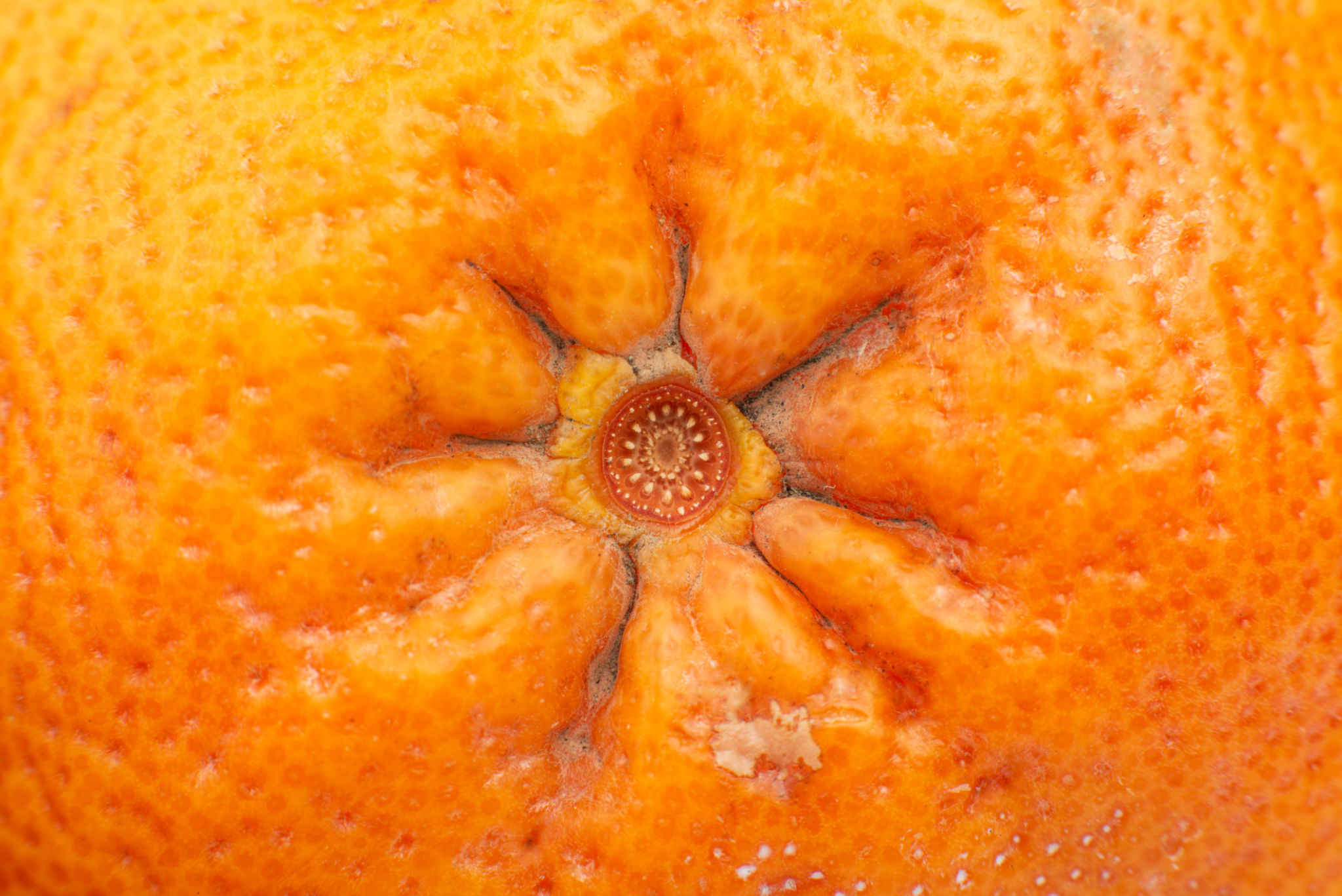 concept of hemorrhoids with a demonstration on citrus concept of hemorrhoids with a demonstration on citrus