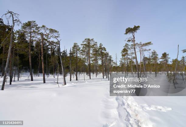 footpath in the snow-covered taiga - hamra national park stock pictures, royalty-free photos & images