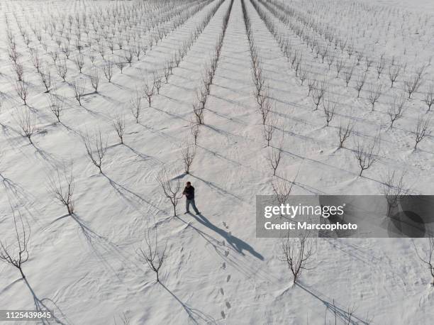 アダルト農家検査植物彼の裸の若い木の果樹園では、晴れた冬の日に雪で覆われて。空撮。 - bare trees on snowfield ストックフォトと画像